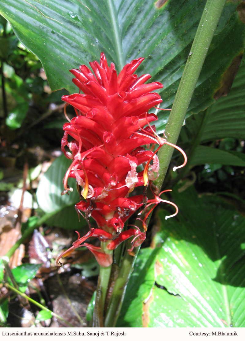 Larsenianthus arunachalensis M.Sabu, Sanoj & T.Rajesh